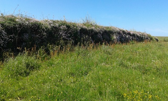 Cornish hedge in June