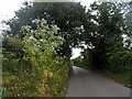 Lane to Levens Green