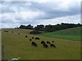 Black sheep grazing near High Trees Farm