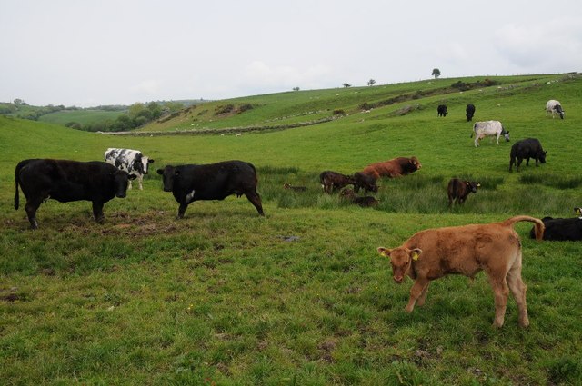 Cattle In An Upland Field © Philip Halling Cc-by-sa 2.0 :: Geograph 