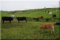 Cattle in an upland field