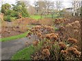 SX9265 : Hydrangeas, Tessier Gardens by Derek Harper