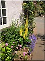 SX8963 : Cottage garden flowers, Cockington by Derek Harper