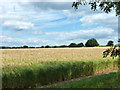 TL8413 : Forward field of barley by Robin Webster