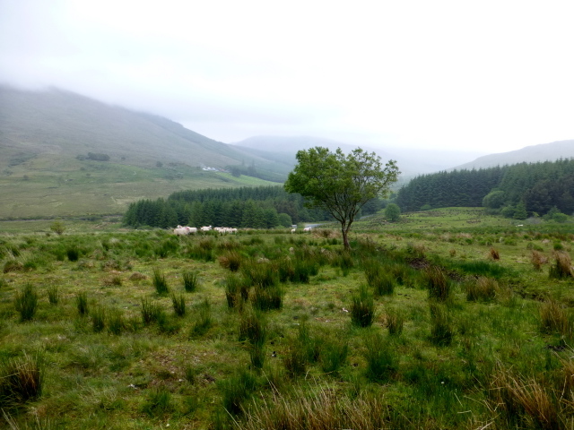 Rushy ground, Reelan River Valley © Kenneth Allen :: Geograph Ireland