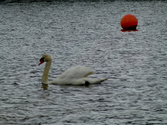 Swan, Shanaghan