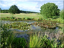 TQ3994 : Pond on the Royal Epping Forest Golf Course by Marathon