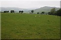 Field beside Cefn-y-groes-fawr