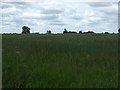 Farmland off Highgate Lane