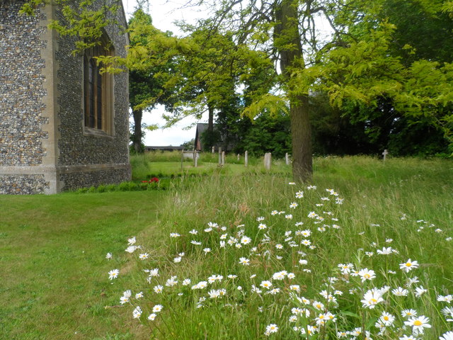 Dog daisies, St Mary's Westmill churchyard