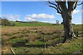 Wet pasture beside the A711