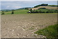 Maize Field at Wootton Cross