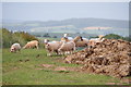 SS9100 : Mid Devon : Sheep Grazing by Lewis Clarke