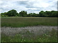 Farmland towards Eleanor Wood