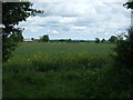 Oilseed rape crop off Linwood Road