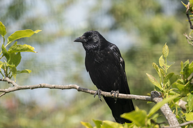 Carrion Crow in Garden, London N14