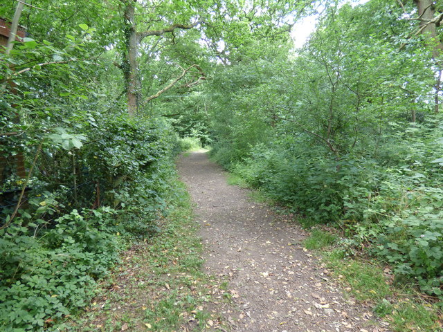 Hammond's Copse