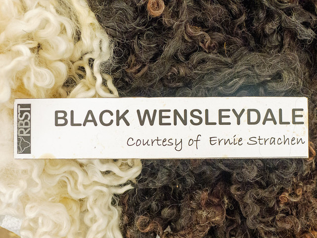 Black Wensleydale fleece at the Royal Highland Show