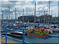 Almost all blue, Milford Haven Marina