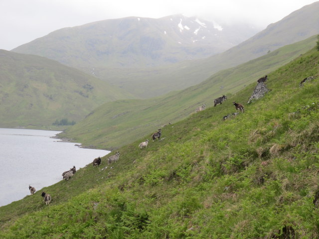 Steep Slopes on the North Side of Loch Mullardoch