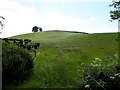 Cows, Ashfield or Grange