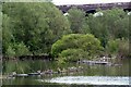 Lake in Reddish Vale Country Park