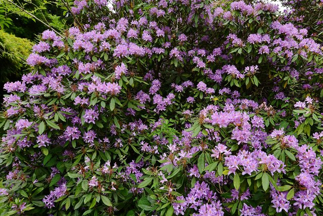 Hedingham Castle and Gardens: Rhododendron near the lake