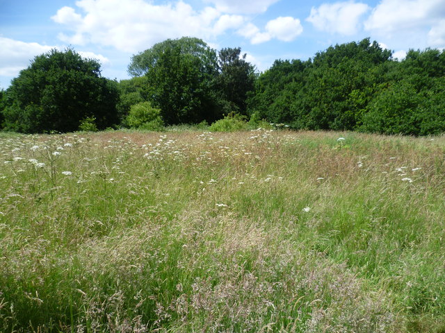Grassland at Welsh Harp Open Space seen from the Capital Ring