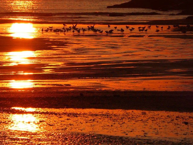 Sea birds at sunset