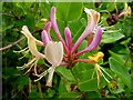 Wild honeysuckle