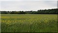 Oilseed rape near Burnside