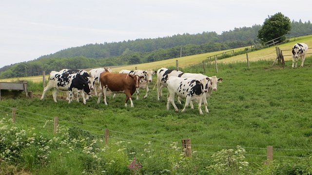 Cattle, Carcary © Richard Webb :: Geograph Britain and Ireland