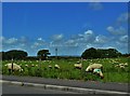 Grazing Sheep Near Gowerton