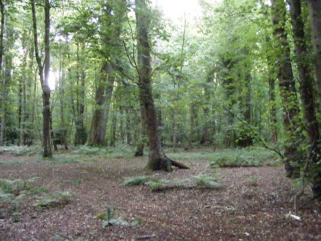 Woodland Clearing