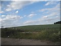 Field by Walkern Road, White Hall