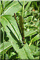 Female Banded Demoiselle