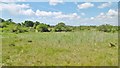 East Boldre, reedbed