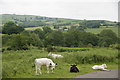 SD5480 : Cattle, Puddlemire Lane, Farleton Fell by Mike Pennington