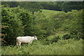 SD5480 : Cow on Puddlemire Lane, Farleton Fell by Mike Pennington