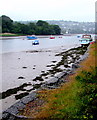 Afon Teifi, Cardigan