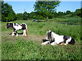 Horses alongside Foster Street