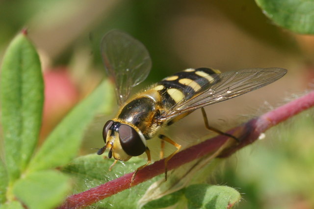 The hoverfly Eupeodes luniger, Melling