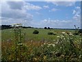 Colourful hedgerow and ripening oilseed rape field