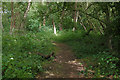 Bourne Copse near Lyne