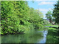 The New River by the island north of Church Lane, EN8