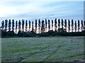 Row of poplars, Isfield