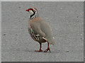 Red-legged or French partridge taking a stroll down the road