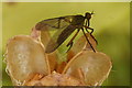 The daggerfly Empis livida, Melling