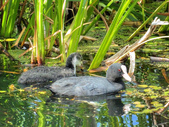 Manchester, Bolton and Bury Canal, Adult and Young Coot (Fulica atra) at Radcliffe