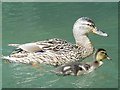 Mallard and chick on the New River west of Halfhide Lane, EN8